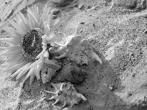 Sand, Sunflower, Shells