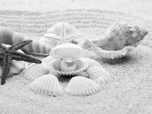 Sand, Shells, starfish