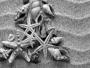 Sand, Shells, starfish