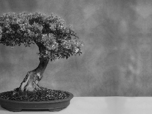 Bonsai, little doggies, sapling