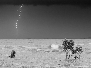 Sapling, Storm, sea