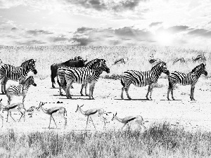 savanna, zebra, Antelope