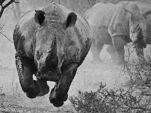 savanna, Rhino, gear