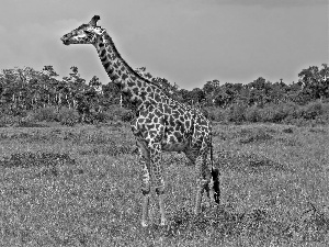giraffe, zebra, savanna, spots