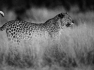 savanna, Jaguar, grass