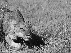 savanna, hunting, Lioness