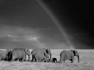 Great Rainbows, Elephants, savanna