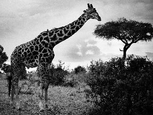 savanna, giraffe, spots