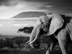 Great Sunsets, Elephant, savanna