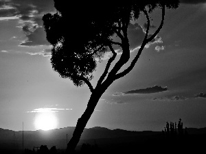 west, trees, savanna, sun