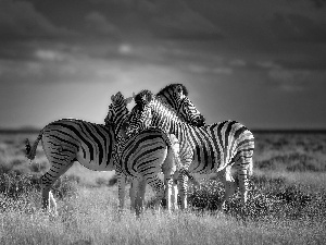 zebra, savanna