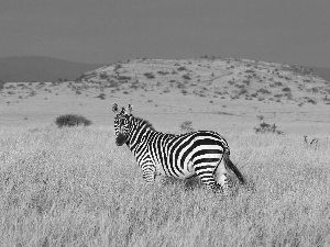 Zebra, savanna