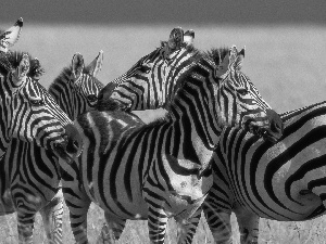 zebra, savanna