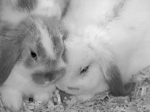 sawdust, Three, rabbits