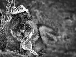 sheep-dog, Hat, Scarf, german