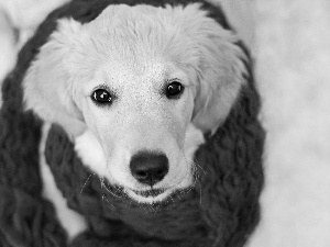 Scarf, dog, Red