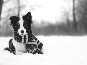 winter, Border Collie, Scarf, snow