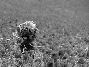 papavers, doggy, Schnauzer, cultivation