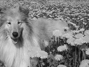 dandelions, dog, Scottish Shepherd Collie
