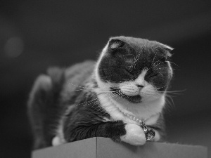 pearl, dog-collar, cat, Scottish Fold, sleepy