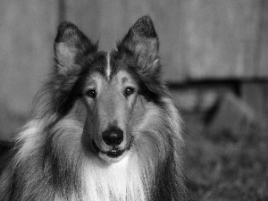 Scottish Shepherd, portrait