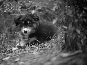 doggy, Puppy, Australian Shepherd, scrub