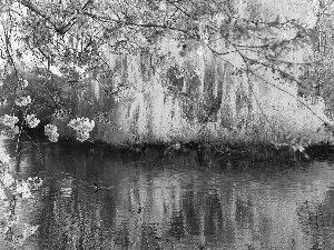 scrub, Park, flourishing, trees, brook