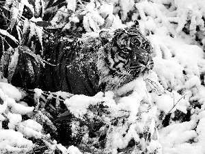 scrub, tiger, snow