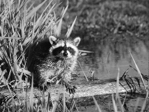 scrub, raccoon, water