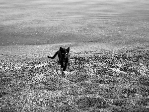 sea, cat, Beaches