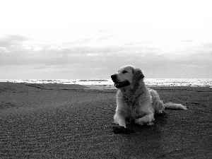 dog, Beaches, sea, Golden Retriever