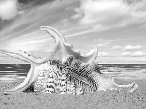 sea, shell, Beaches