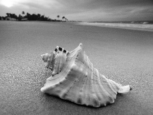 sea, shell, Beaches