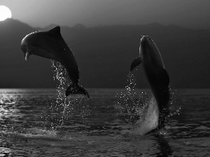 Two cars, Great Sunsets, sea, dolphins