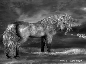 sea, Horse, clouds