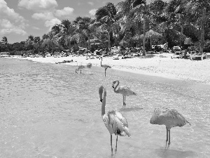 sea, Flamingos, Beaches, Palms, Aruba