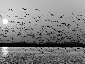 gulls, Great Sunsets, sea