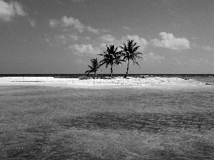 sea, Islet, Palms