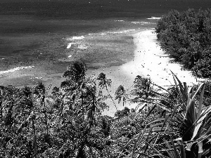 sea, Sand, Palms