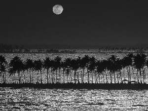 Palms, sea