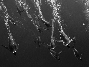sea, diving, penguin