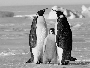 sea, Three, penguin
