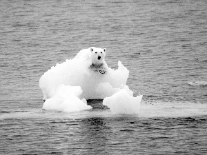 floe, Polar bear, sea