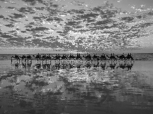 sea, reflection, west, sun, Camels
