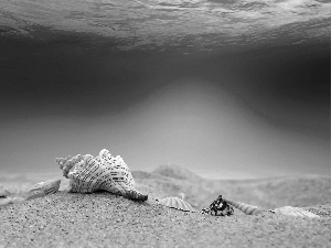 Shells, the bottom, Sea, an