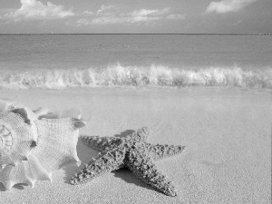 Shells, turquoise, sea, starfish