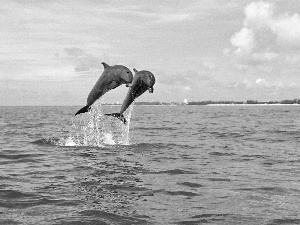 sea, Sky, dolphins, jump, Two cars