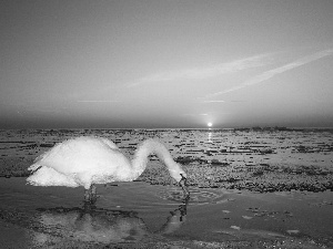 Swans, sun, sea, west