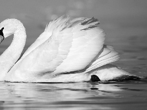 Swans, sea