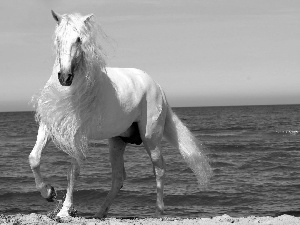 White, mane, sea, Horse
